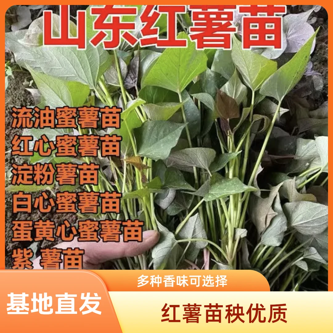 烟薯蜜薯25号红薯苗种烟薯苗板栗地瓜秧苗糖心番薯苗秧紫薯种植苗