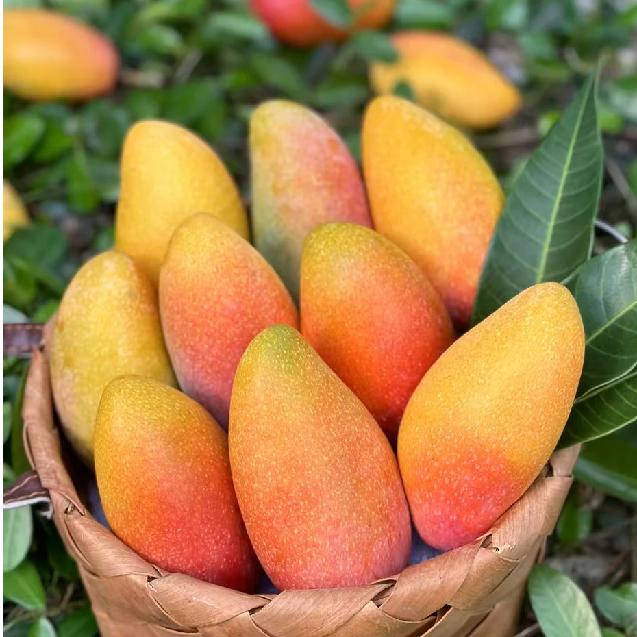 海南贵妃芒树上熟香甜多汁4.5斤装 坏果包赔 京东顺丰随机