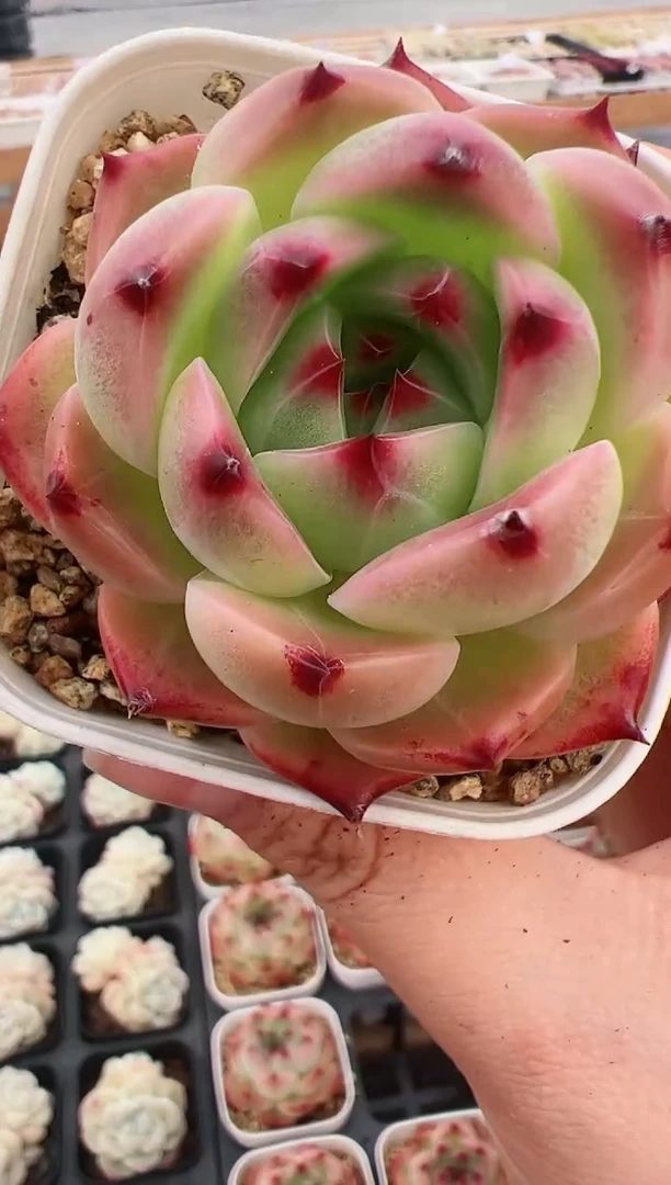 【闪购商品】美人鱼一颗