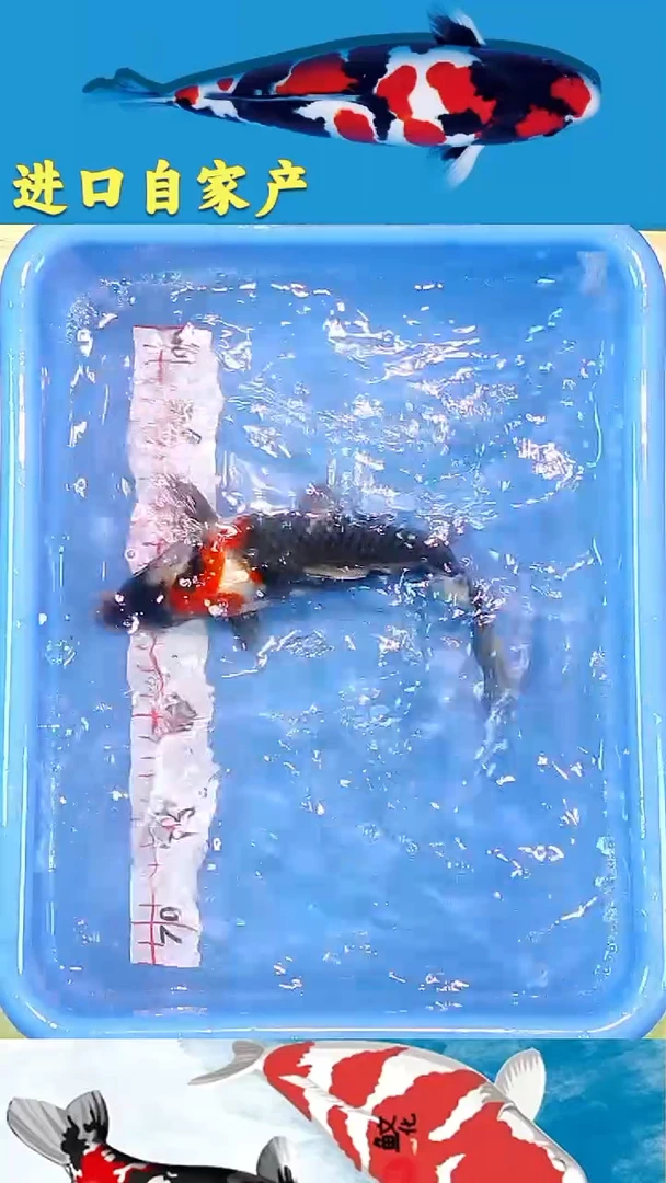 锦鲤2025/12/19悦鲤阁甄选锦鲤--55