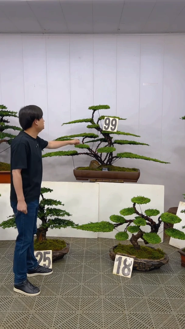 无花朵造型盆景一物一拍