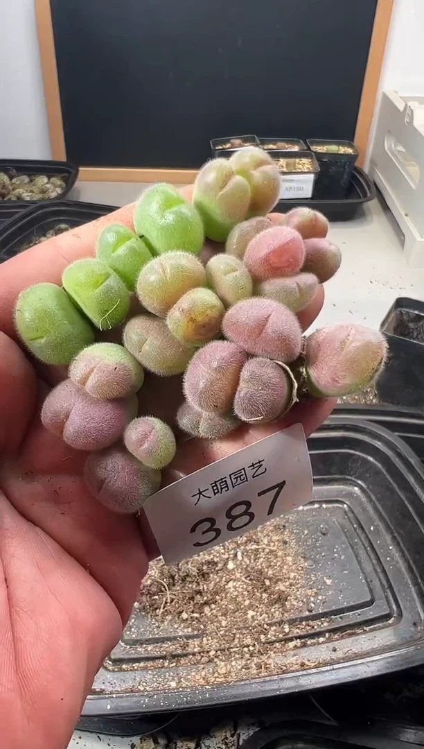 一物一拍     有疤       387