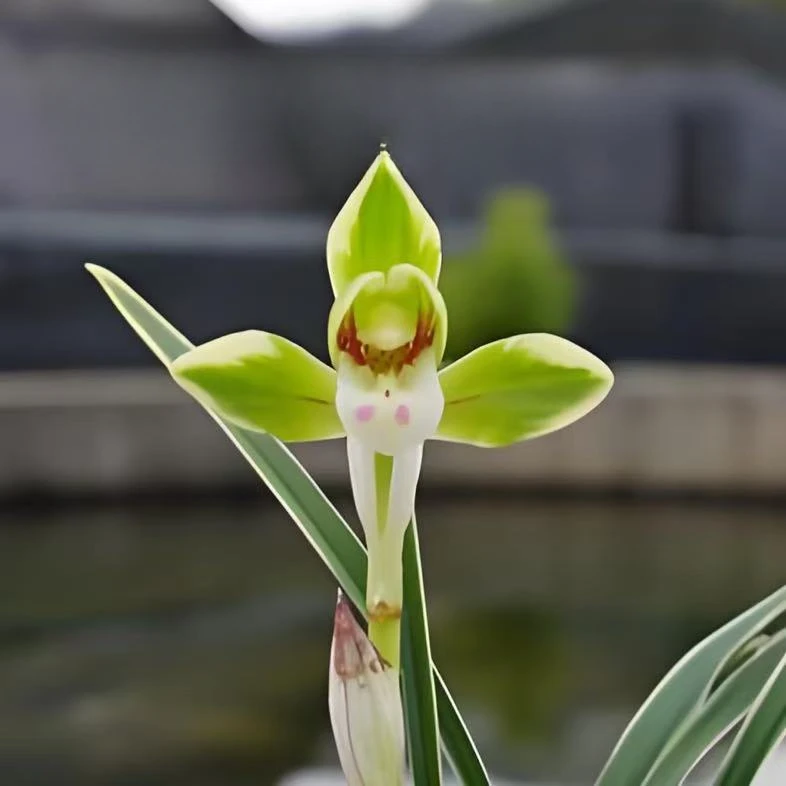 春兰【雪山天草】边艺浓香型 花期12-3月份