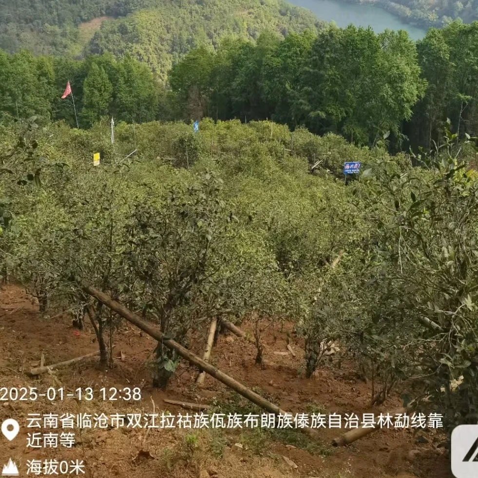 【23年 上磨烈 大古树生茶 散茶】头春挑采 古树纯料