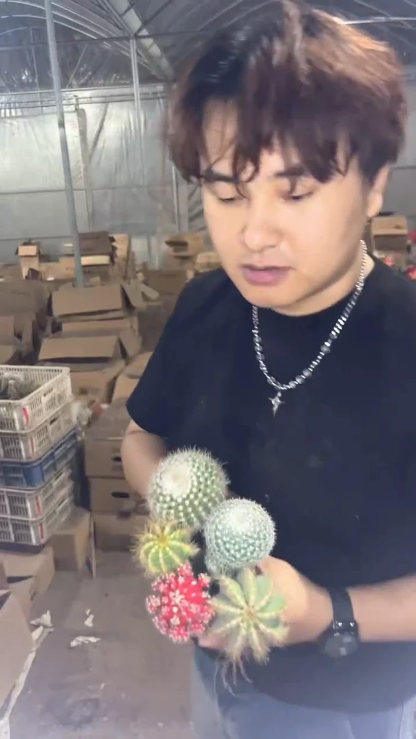 5色球组合【嫁接】