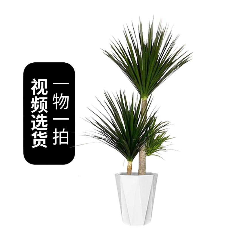 龙血树【特惠黑珍珠】大叶龙血树室内客厅大堂前台养不死的大型绿植