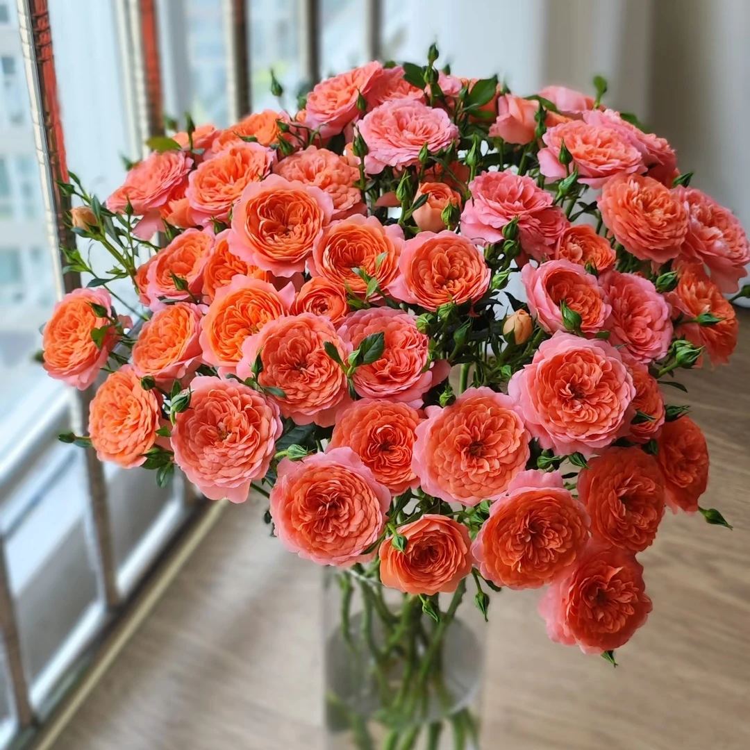 【多头杏色果汁泡泡10支】好养易开炸 任意满两件发顺丰鲜花