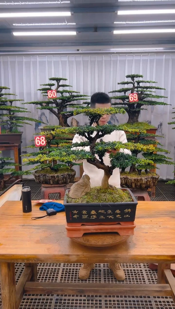 【闪购商品】紫砂精品盆景直播间一物一拍