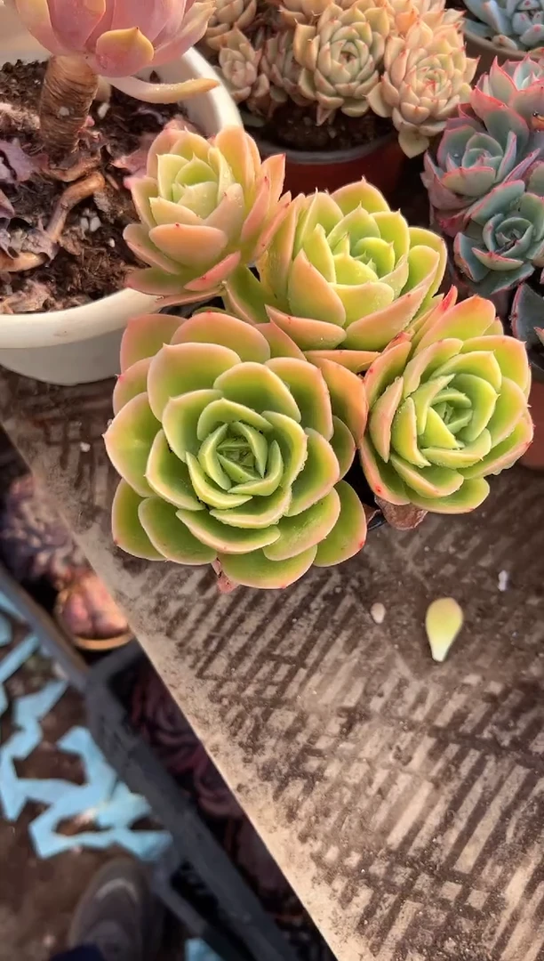.****3多肉植物一物一拍26262