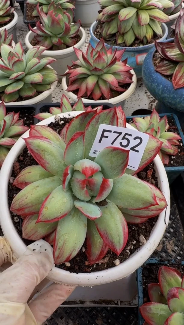 F752惊鸿仙子（裸根发货）