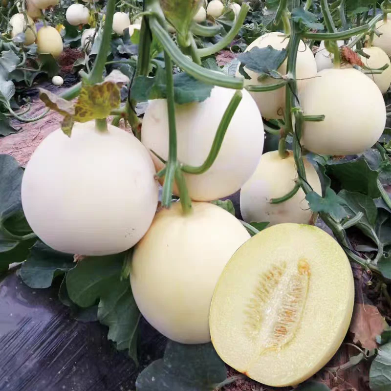 甜瓜种苗羊角酥蜜绿宝石博洋9号薄皮四季甜瓜包邮