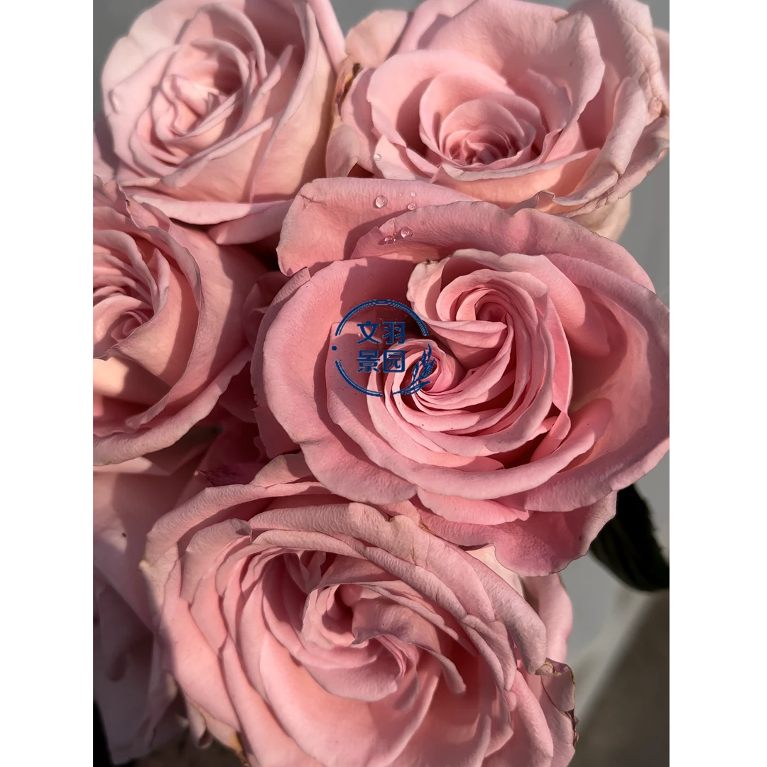 文羽景园【香水宝塔】切花月季多季节重复开花