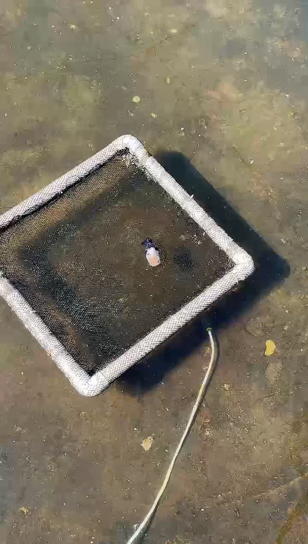 金鱼简*爱水娃娃观赏鱼兰寿金鱼 不包邮