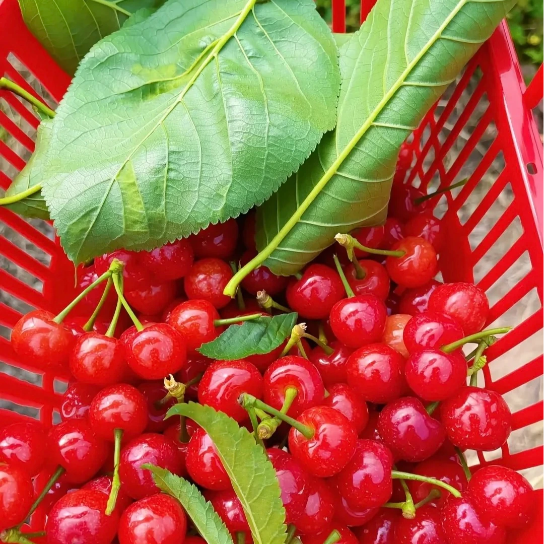 云南玛瑙樱桃 小樱桃L（1000g）其他品种