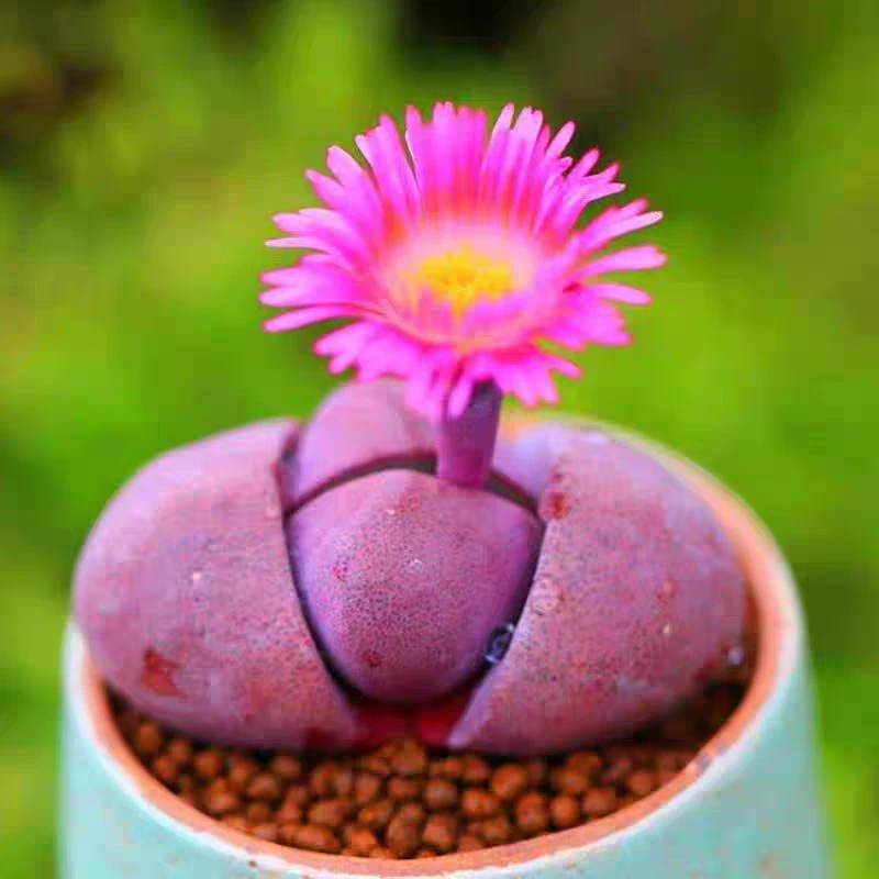 带花苞紫帝玉大元宝带盆～直播间展示为准