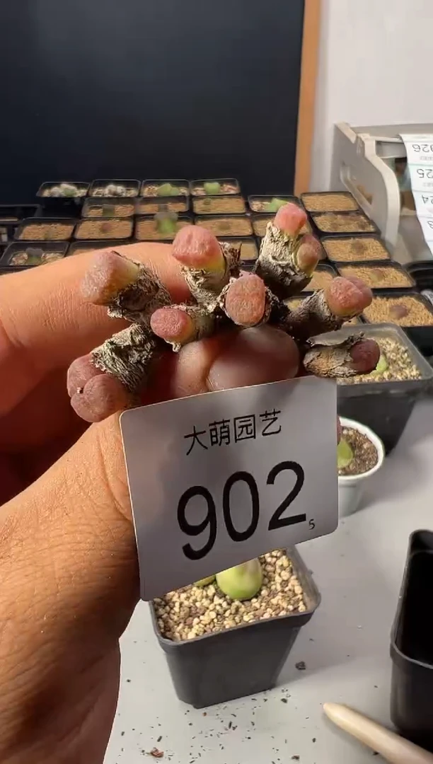 一物一拍          902