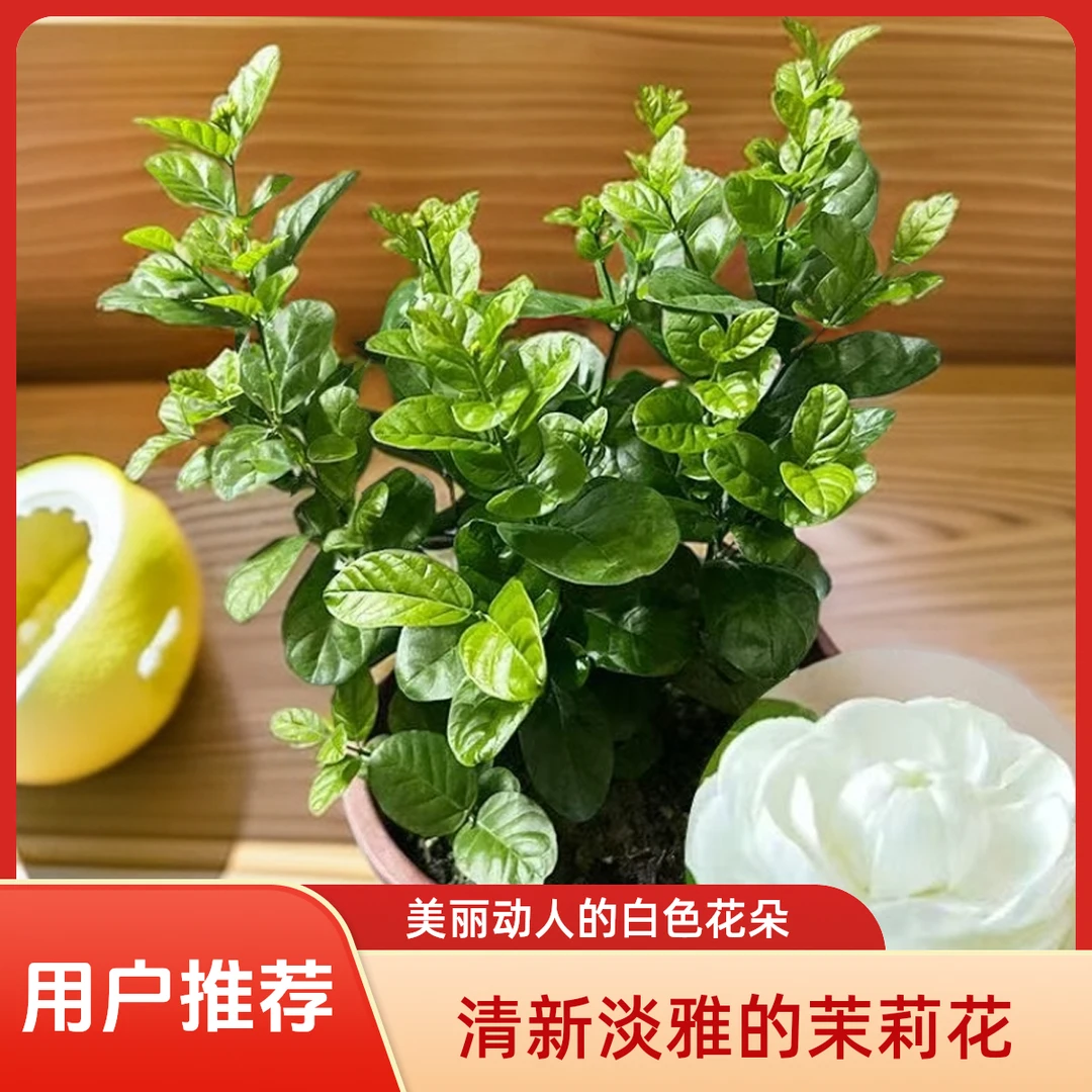 圆叶宝珠茉莉盆栽带花苞室内四季开花浓香型好养绿植