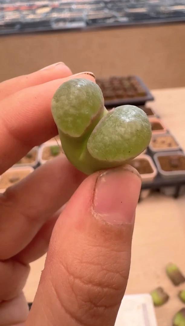 美丽的肉石头12-2磁铁一颗