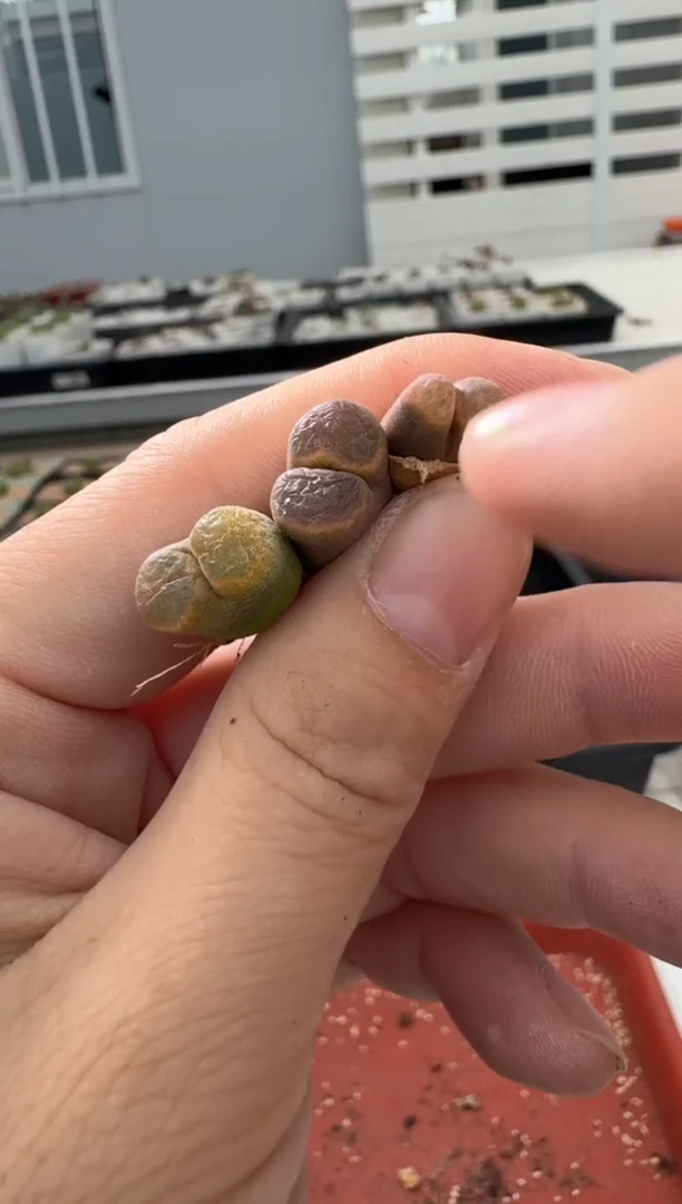 13-120多肉植物肉锥