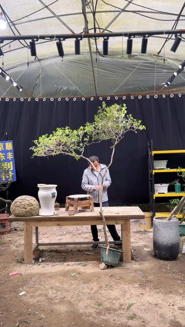 当前无花朵，栽培后可花朵贞***n  海岛栀子花