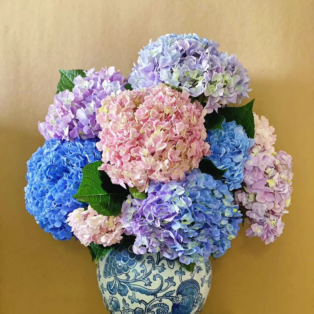 鲜花【葡璞花园】随机色绣球一支 基地直发 一单包邮