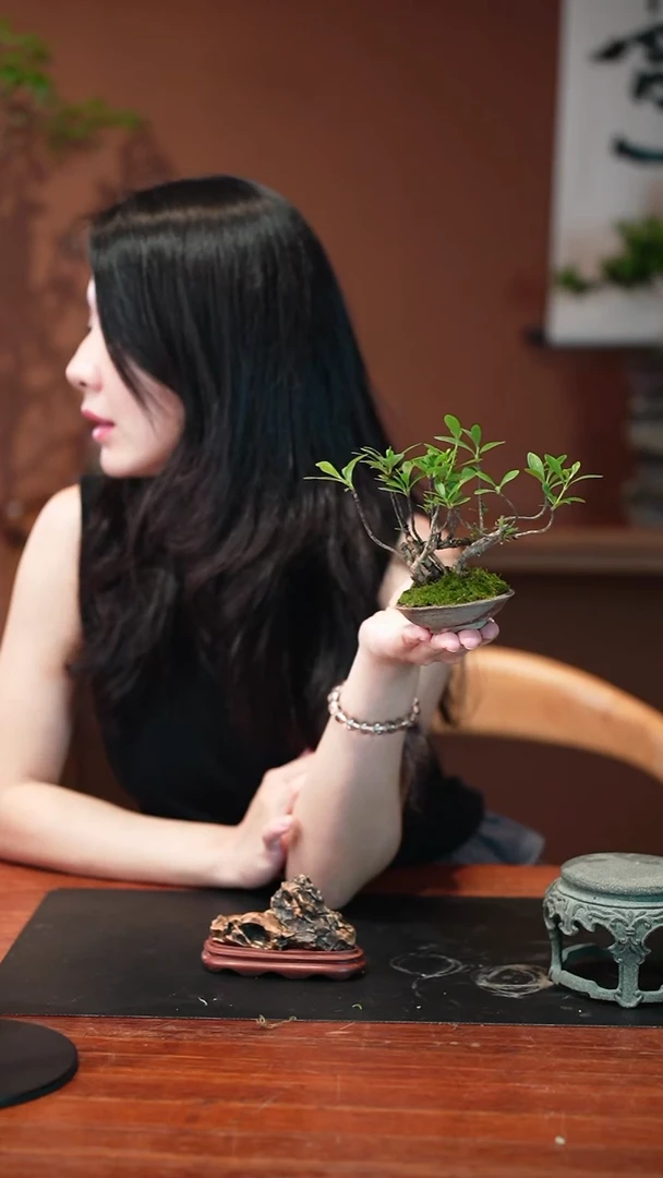 无花朵?***?栀子花盆景盆景盆景