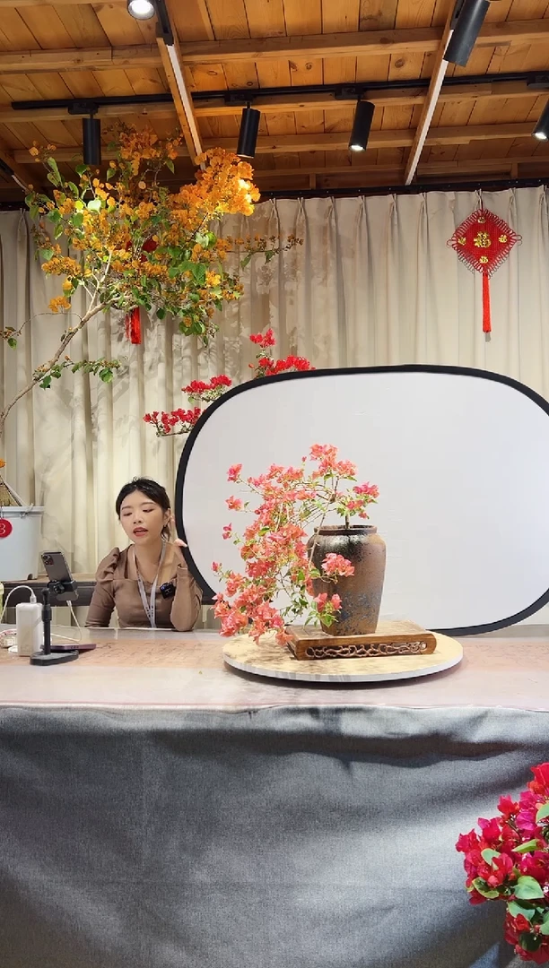 【闪购商品】盆景三角梅