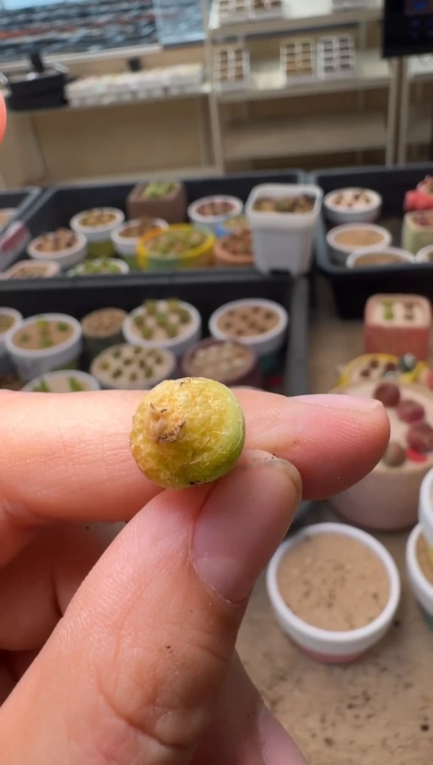 疯狂的多肉石头19-565