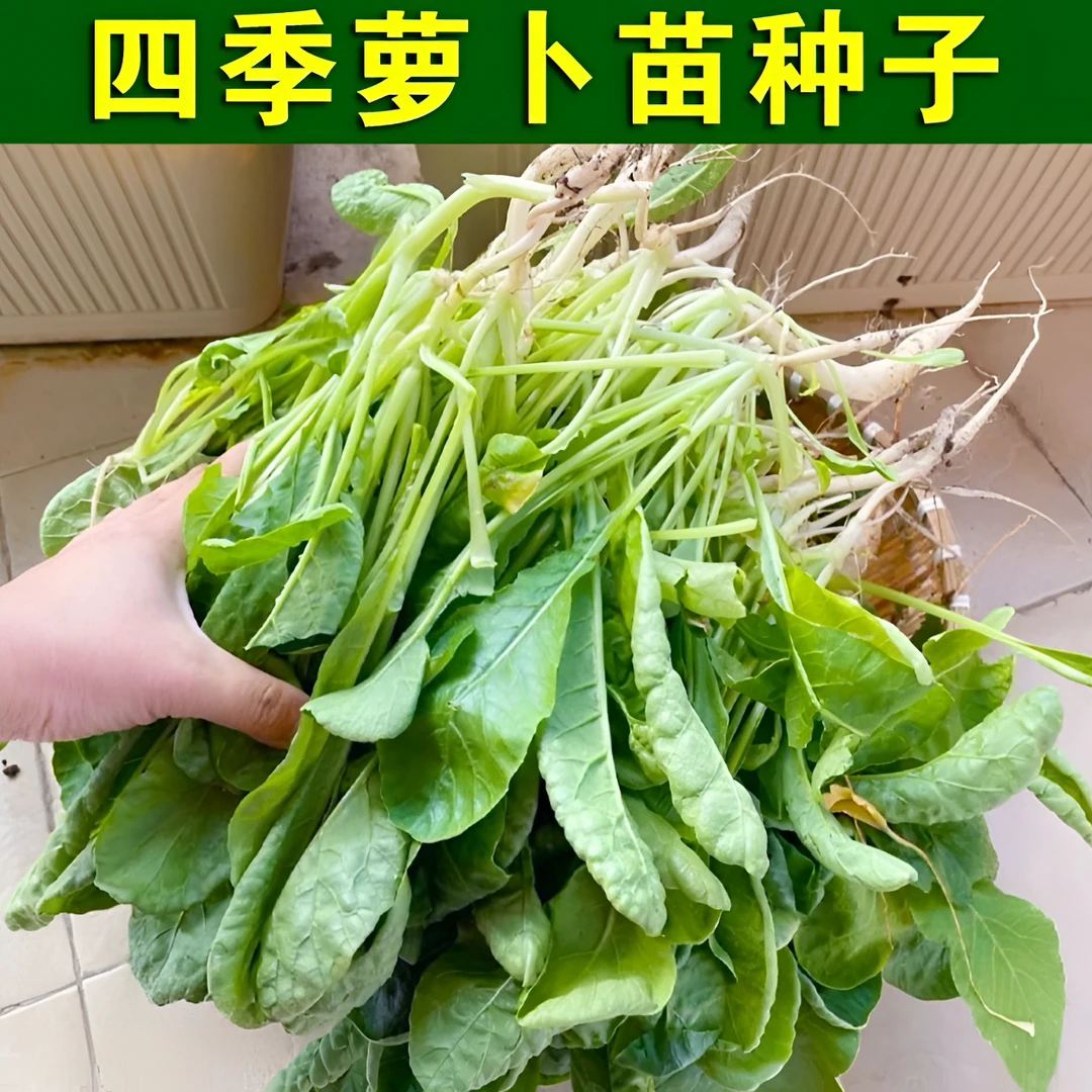 【萝卜苗种子】阳台菜园庭院种植萝卜樱种子