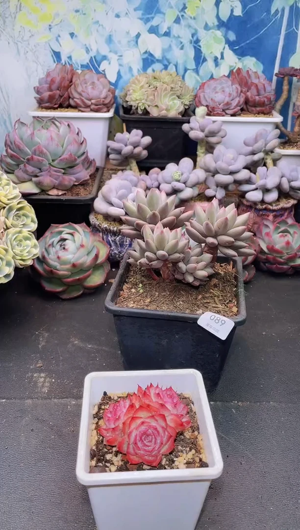 【闪购商品】法兰西玫瑰