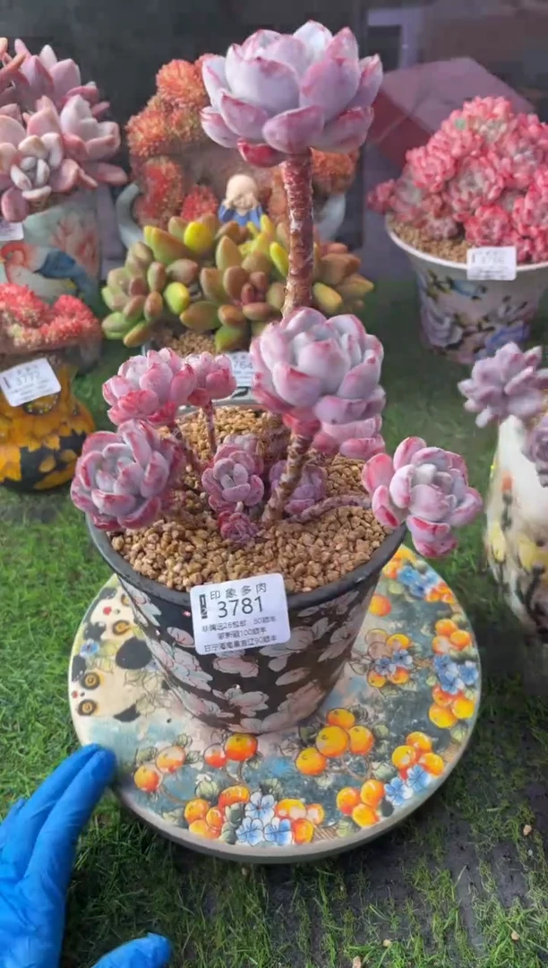 昆明印象多肉3781