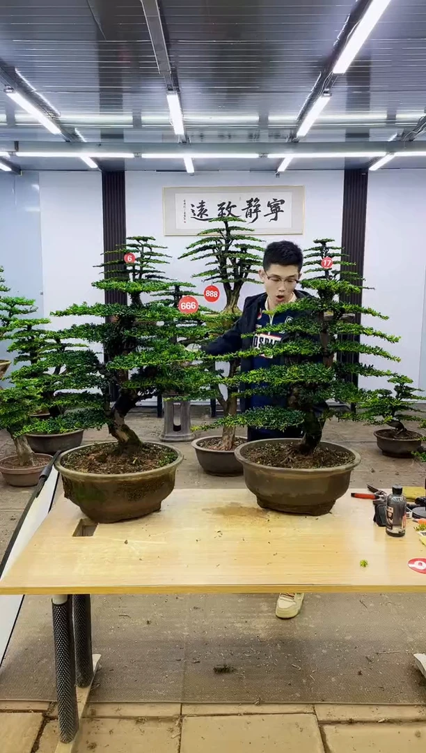 无花朵期****下00000000000000000000