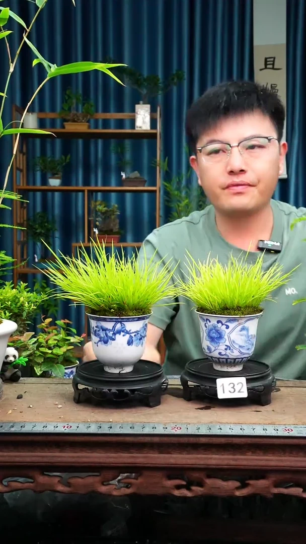 无花朵苔藓微景观132号