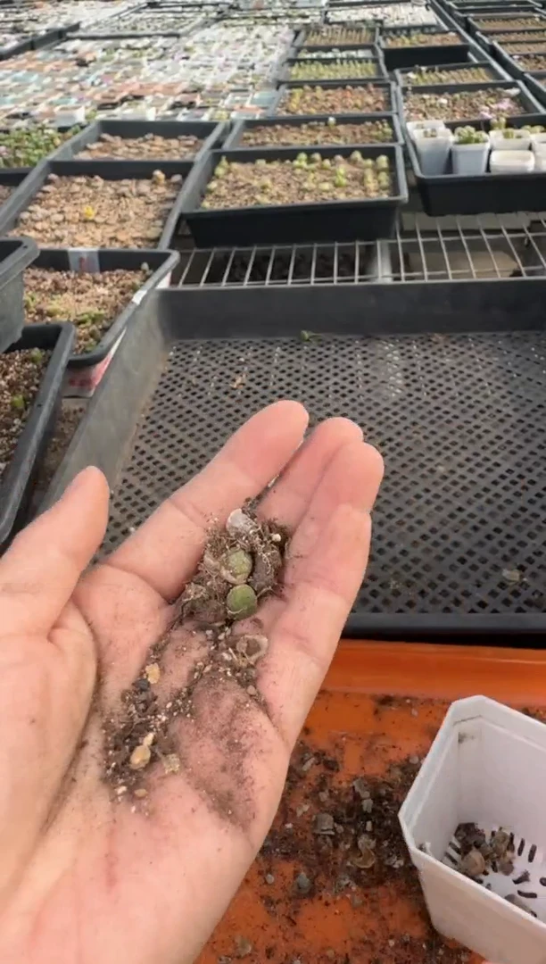 29-273多肉植物肉锥