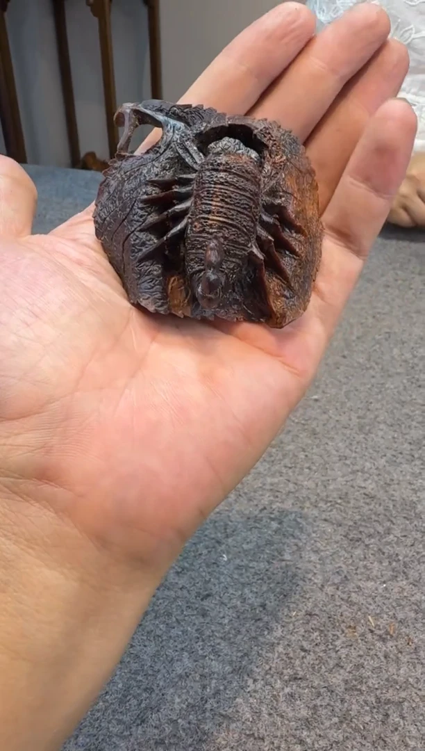贡木贡木贡木贡木