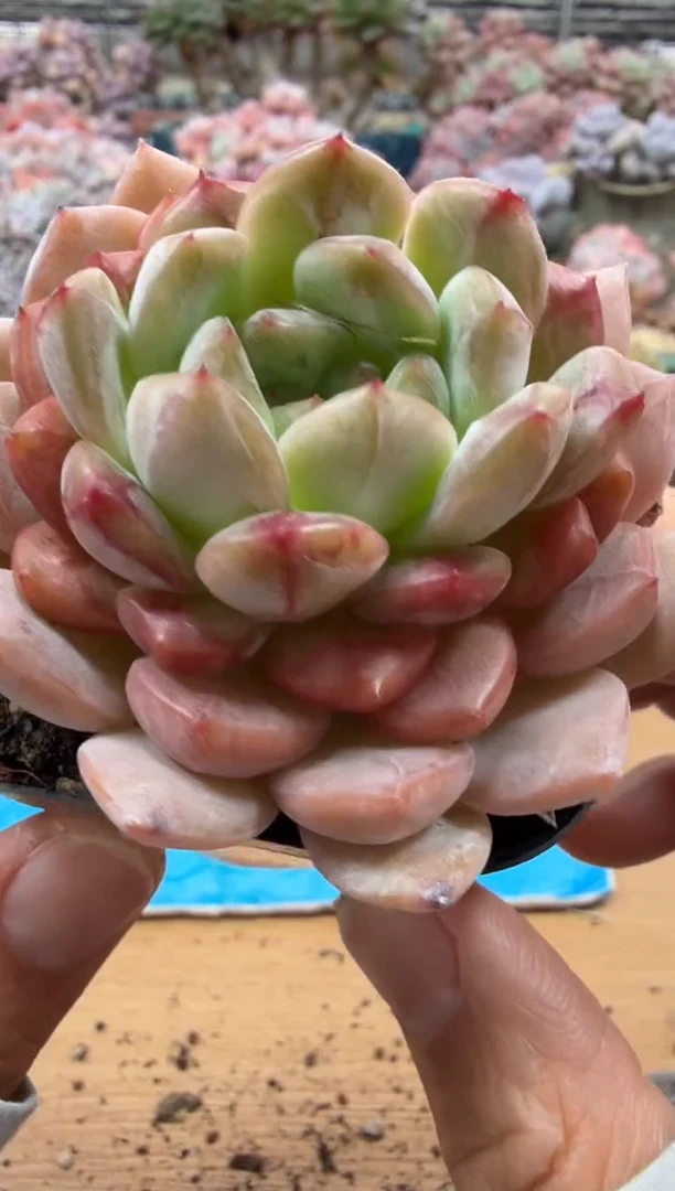 东云多肉园二店-295