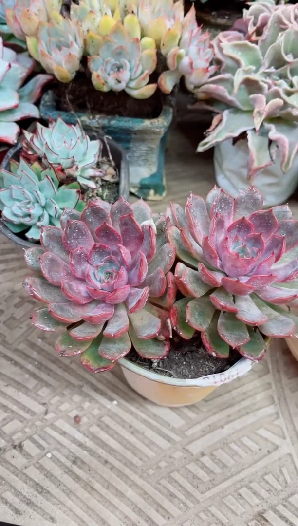 小*鼠15006多肉植物一物一拍