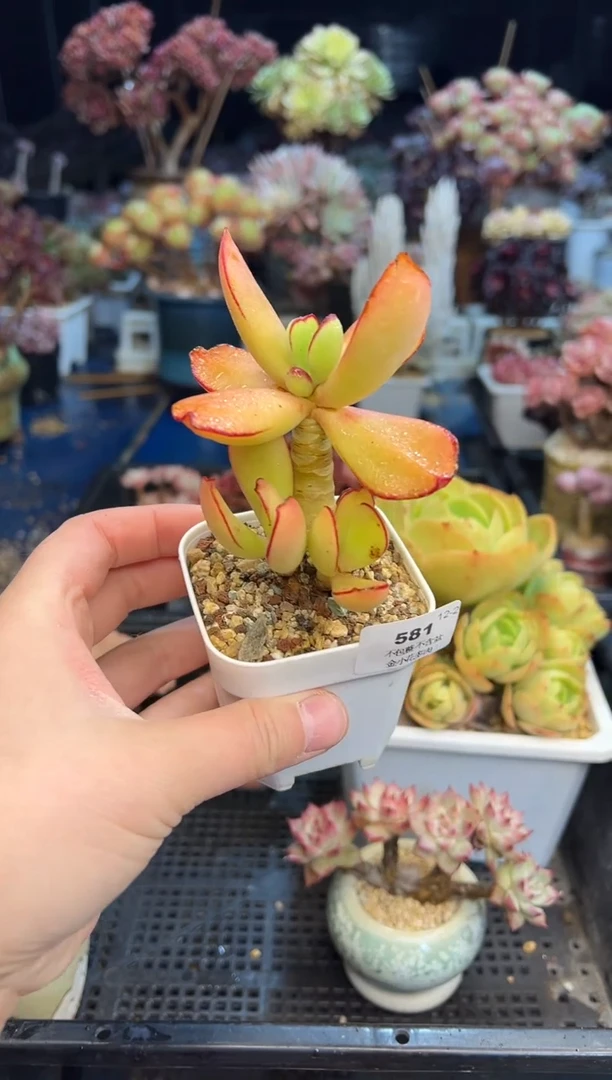 【闪购商品】581不带盆