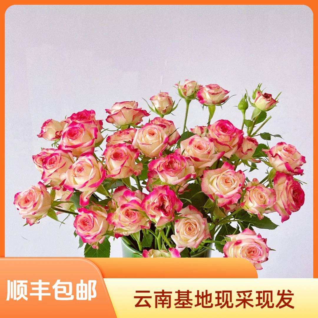 【花喜甄选】街头派对多头玫瑰鲜花云南直发家用瓶插水养鲜切花顺丰
