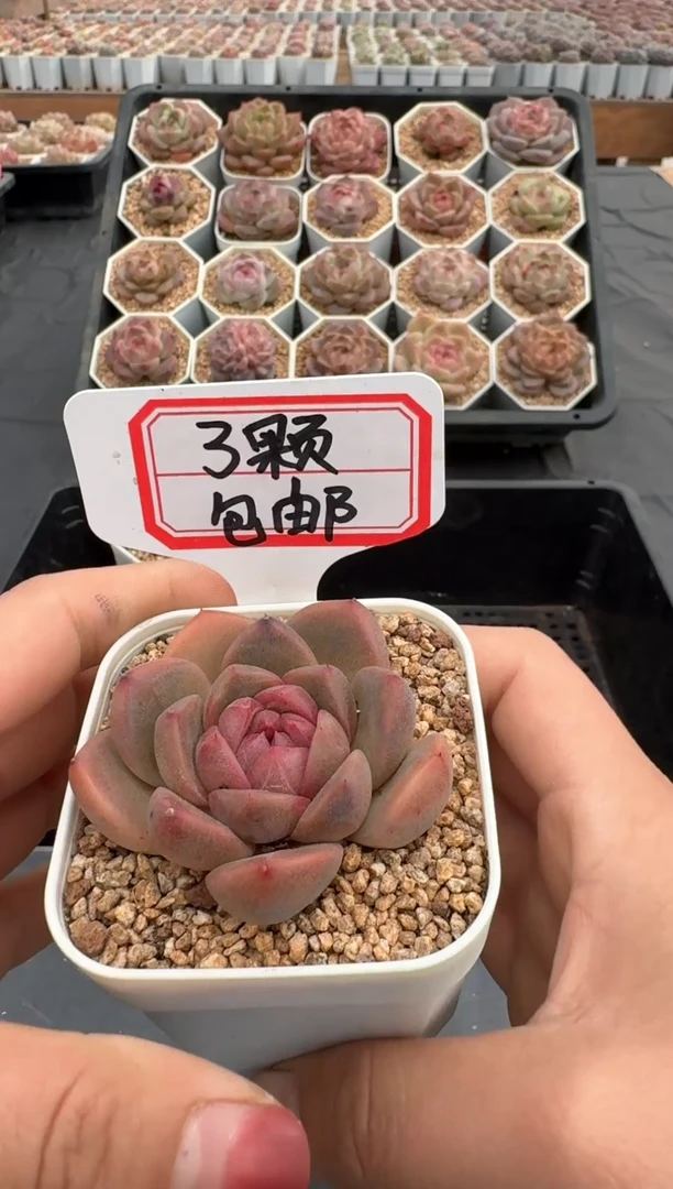 【闪购商品】664号 珍妮杂交多肉 花卉植物