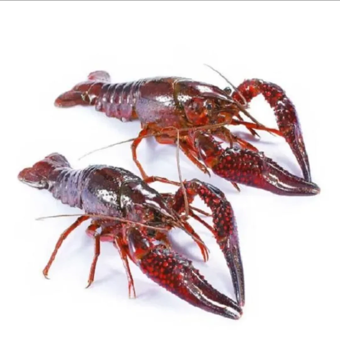 鲜活小龙虾（小虾）9.42kg 专拍链接