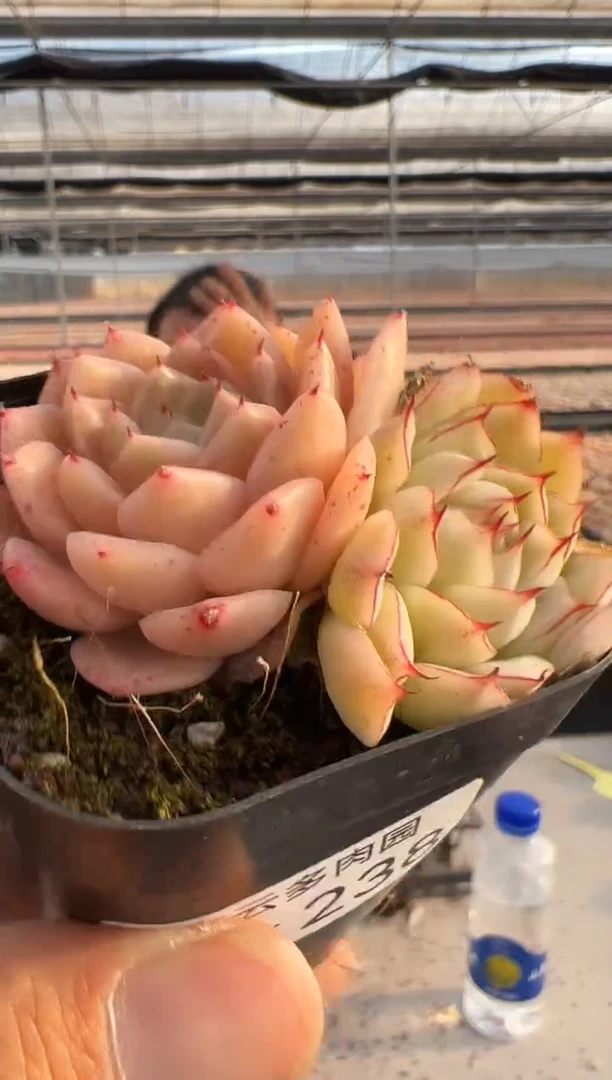 【闪购商品】福利多肉-238