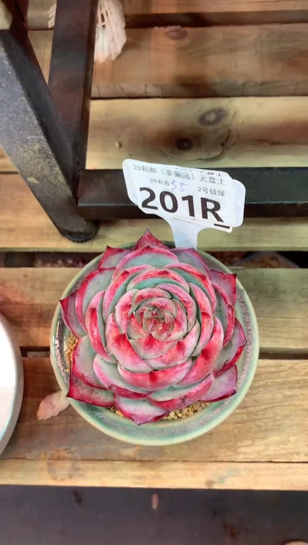 201R（一物一拍，精品多肉，所见即所得 ）
