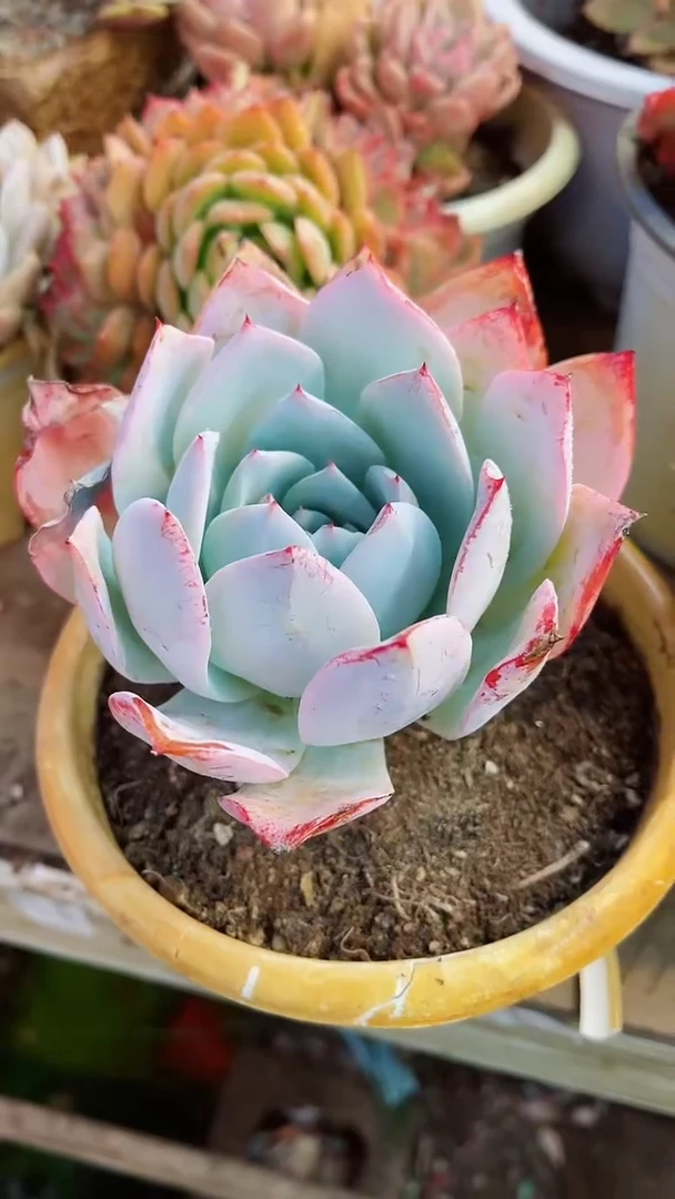 【闪购商品】18086