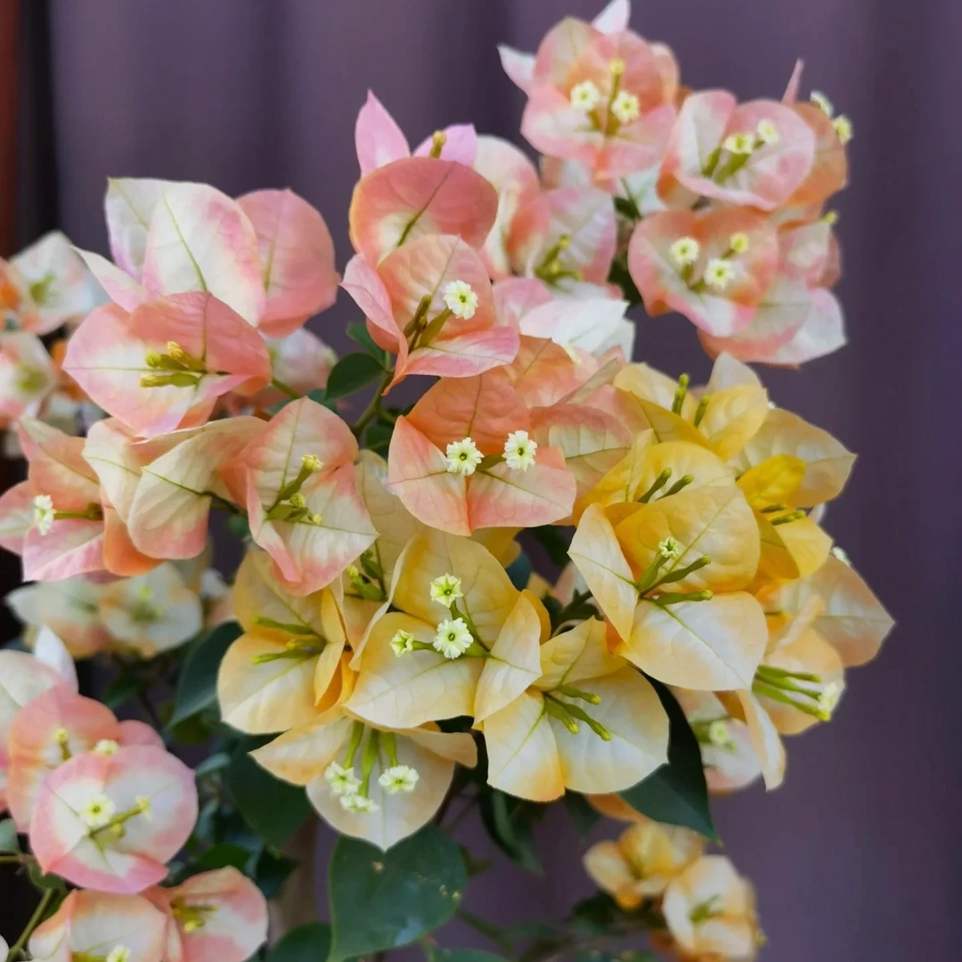 【沁心】凤凰 -三角梅  盆栽耐热花卉阳台桌面庭院植物