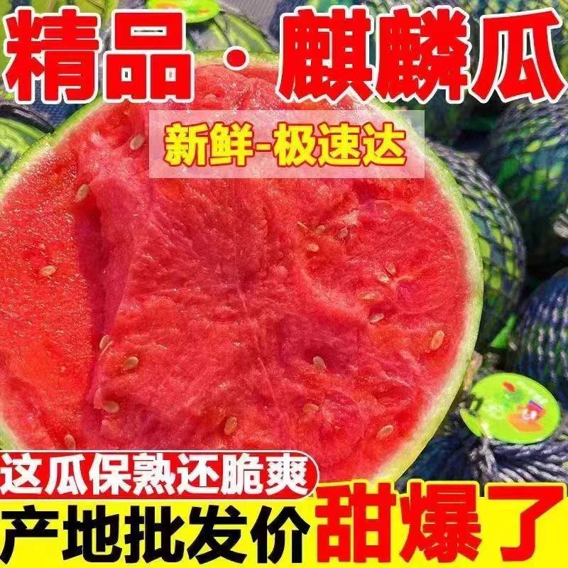 广东麒麟西瓜粉心爆甜多汁盐碱地西瓜甜度更高麒麟瓜