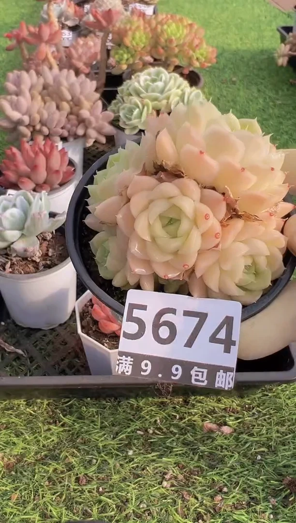 【闪购商品】信福多肉一物一拍