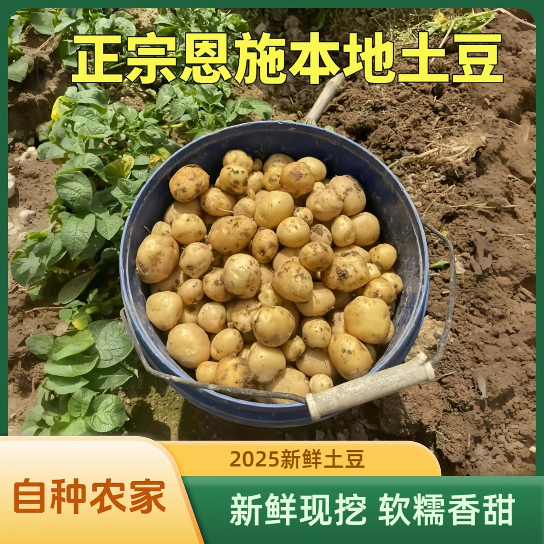 恩施马尔科黄心土豆2025新鲜农家自挖现发马铃薯自种蔬菜高山洋芋