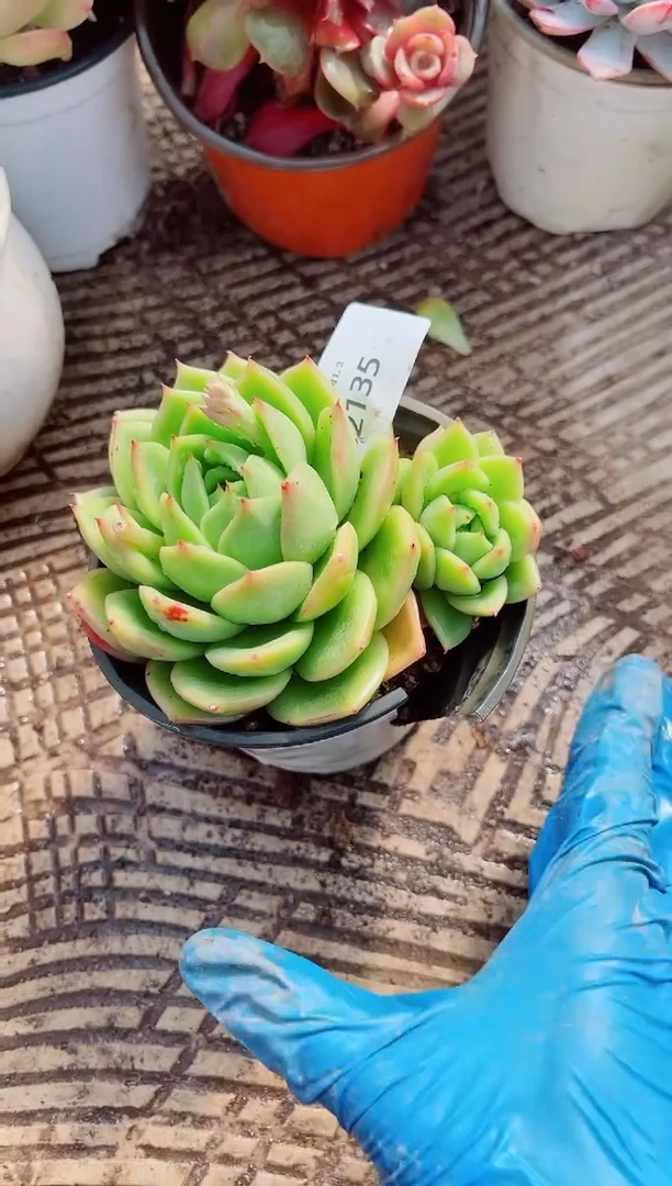 乖*兔跃跃精品多肉02135