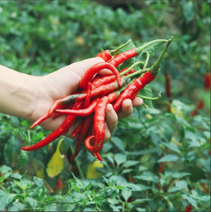 湖南农家自种新鲜红辣椒中微辣现摘现发可做剁椒